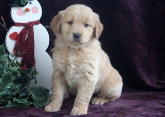 Golden Retriever Puppy for sale in MOUNT JOY, PA, USA
