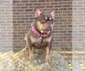 Mother of the French Bulldog puppies born on 06/10/2025