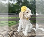 Small #4 Goldendoodle