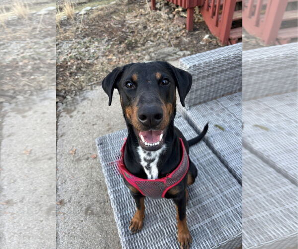 Medium Photo #1 Doberman Pinscher Puppy For Sale in St. Louis Park, MN, USA