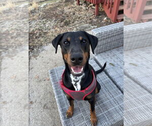 Doberman Pinscher Dogs for adoption in St. Louis Park, MN, USA