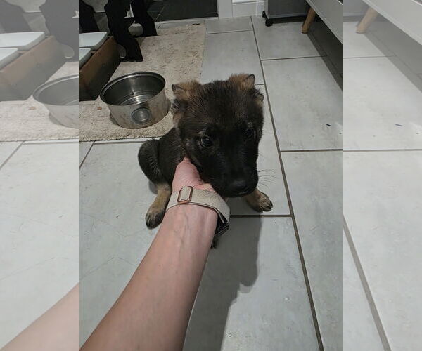 Medium Photo #8 German Shepherd Dog-pomeranian spitz Mix Puppy For Sale in Princeton, MN, USA