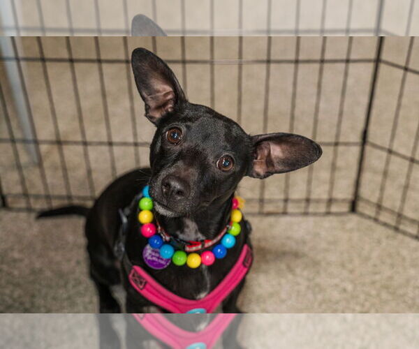 Medium Photo #4 Chiweenie Puppy For Sale in St. Louis Park, MN, USA