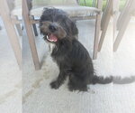Small #1 Mutt