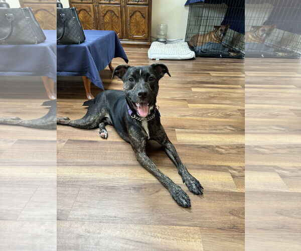Medium Photo #13 Mutt Puppy For Sale in Woodbury, NY, USA