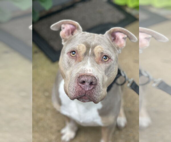 Medium Photo #16 Staffordshire Bull Terrier-Unknown Mix Puppy For Sale in Mount Laurel, NJ, USA