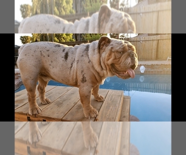 Medium Photo #4 English Bulldog Puppy For Sale in BAKERSFIELD, CA, USA