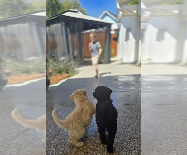 Medium Photo #1 Schnoodle (Giant) Puppy For Sale in ANDERSON, CA, USA