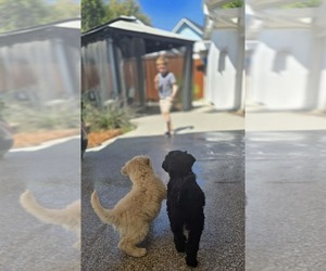 Medium Schnoodle (Giant)