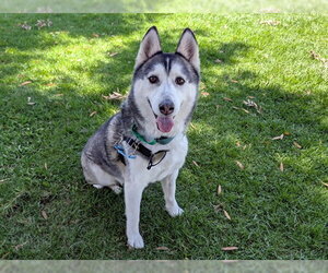 Siberian Husky Dogs for adoption in San Clemente, CA, USA