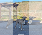 Small Anatolian Shepherd Mix