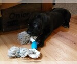 Small Photo #5 Cane Corso Puppy For Sale in INDIANAPOLIS, IN, USA