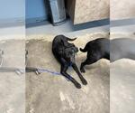 Small Labrador Retriever Mix