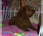 Small Photo #4 Poodle (Standard) Puppy For Sale in CLATSKANIE, OR, USA