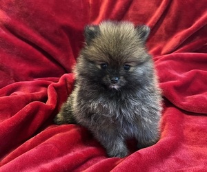 Pomeranian Puppy for Sale in SNOHOMISH, Washington USA