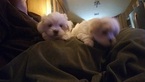 Small Photo #1 Maltipoo Puppy For Sale in DOUGLASVILLE, GA, USA
