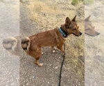 Small #1 Mutt