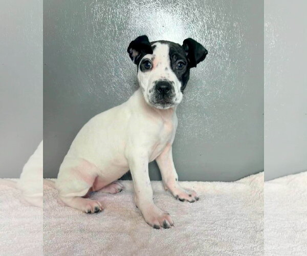 Medium Photo #1 American Staffordshire Terrier-Unknown Mix Puppy For Sale in New Oxford , PA, USA