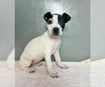 Lilypad - Female American Staffordshire Terrier-Unknown Mix Dog for Adoption - Small photo