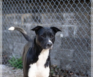Stella - Female Retriever -Unknown Mix Dog for Adoption - Photo #4