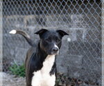 Small #3 Retriever  Mix