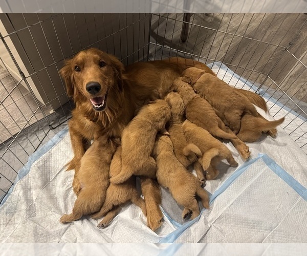Medium Photo #10 Golden Retriever Puppy For Sale in GARDNERVILLE, NV, USA