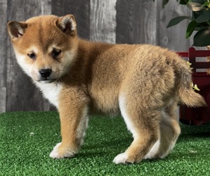 Shiba Inu Puppy for sale in CANOGA, NY, USA