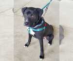 Small #2 American Pit Bull Terrier-Labrador Retriever Mix