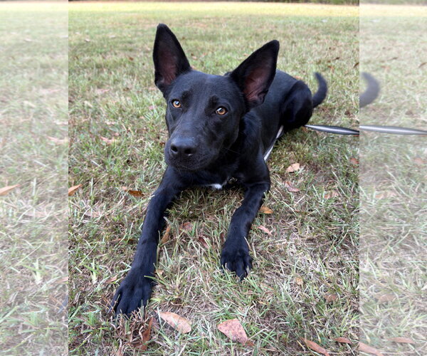 Medium Photo #2 Shepradors Puppy For Sale in Attalka, AL, USA