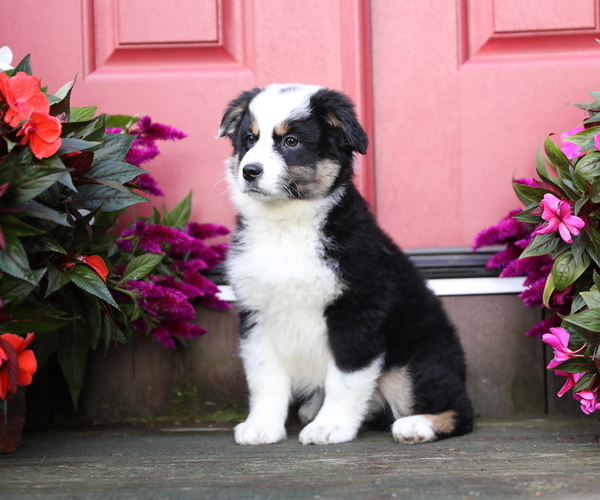 Medium Photo #4 Australian Shepherd Puppy For Sale in WESTFIELD, MA, USA