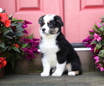 Small Photo #4 Australian Shepherd Puppy For Sale in WESTFIELD, MA, USA