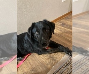 Olive - Female Australian Shepherd-Unknown Mix Dog for Adoption - Photo #4