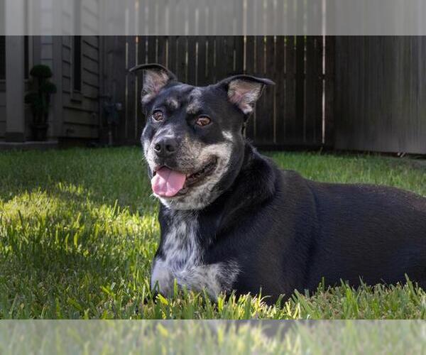 Medium Photo #5 Australian Kelpie-Unknown Mix Puppy For Sale in Houston, TX, USA