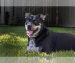Small #4 Australian Kelpie Mix