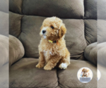 Small Photo #5 Poodle (Miniature) Puppy For Sale in BERLIN, NJ, USA