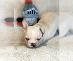 Small Photo #5 Faux Frenchbo Bulldog Puppy For Sale in HOODSPORT, WA, USA