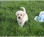 Small #3 Labrador Retriever