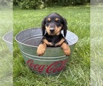 Small #2 Dachshund