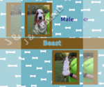 Puppy Beast Basset Hound