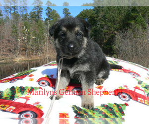 German Shepherd Dog Dog for Adoption in PIEDMONT, Missouri USA