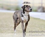 Small #13 American Pit Bull Terrier-Plott Hound Mix