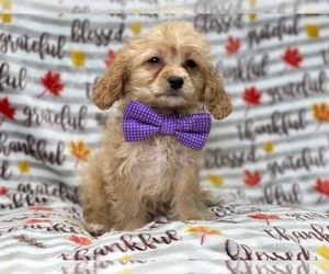 Cavapoo Puppy for sale in LAKELAND, FL, USA