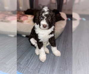 Bernedoodle Puppy for sale in FAYETTEVILLE, NC, USA