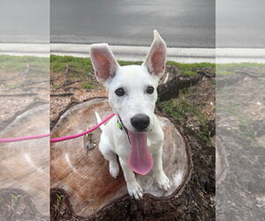 Unknown-white german shepherd Mix Dogs for adoption in Royal Palm Beach, FL, USA