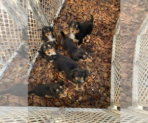 Collie-Irish Setter Mix Dogs for adoption in CHIPLEY, FL, USA