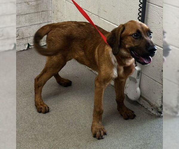 Medium Photo #1 Bloodhound-Unknown Mix Puppy For Sale in San Bernardino, CA, USA