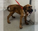 Small Bloodhound Mix