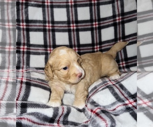 Poovanese Puppy for sale in SPRINGFIELD, OR, USA