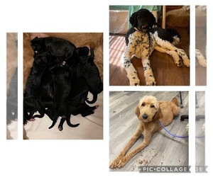 Golden Mountain Doodle Puppy for sale in BOWLING GREEN, KY, USA