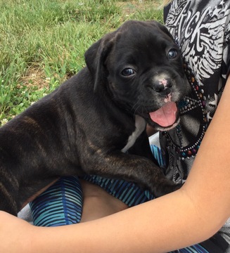 Medium Photo #1 Boxer Puppy For Sale in SENECA, KS, USA